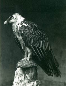 Een Lammergier, of Baardgier, in de London Zoo juni 1914